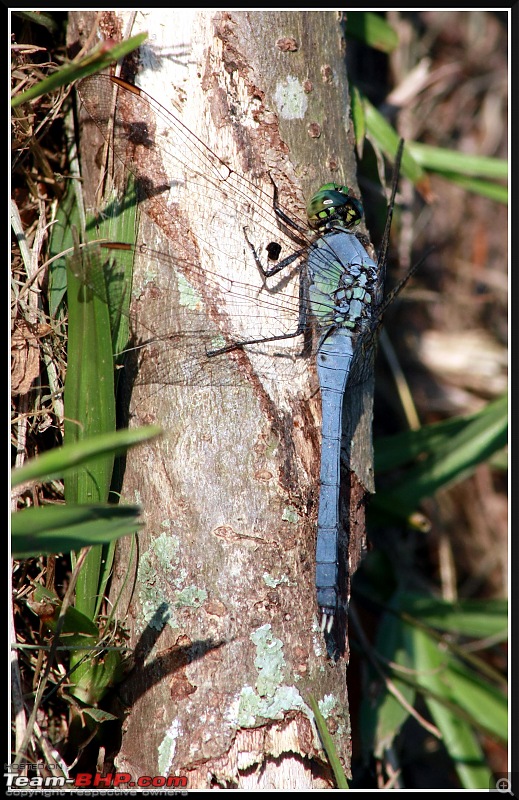 The Official non-auto Image thread-blue-dragonfly.jpg