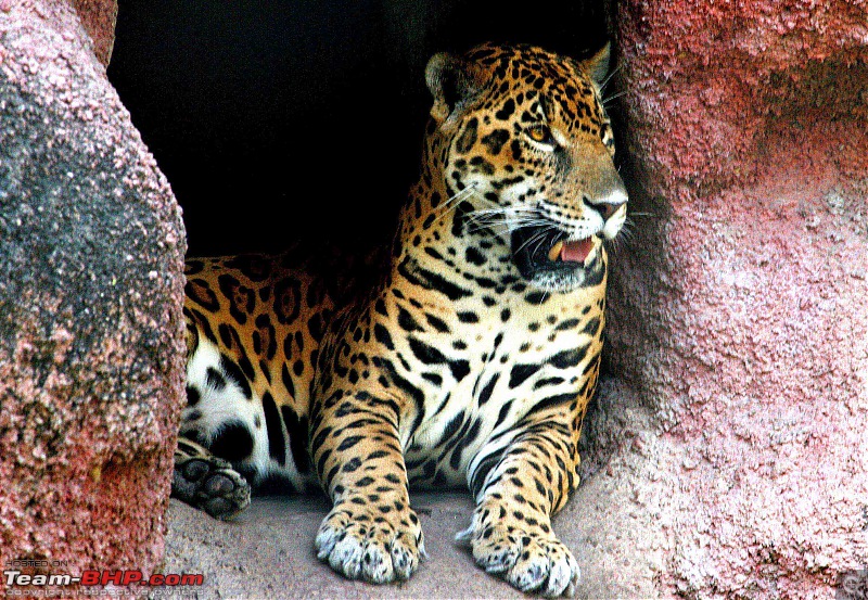 The Official non-auto Image thread-jaguar-aa.jpg