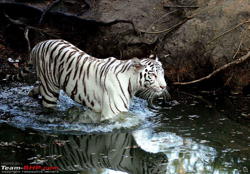 The Official non-auto Image thread-tiger-white-.jpg