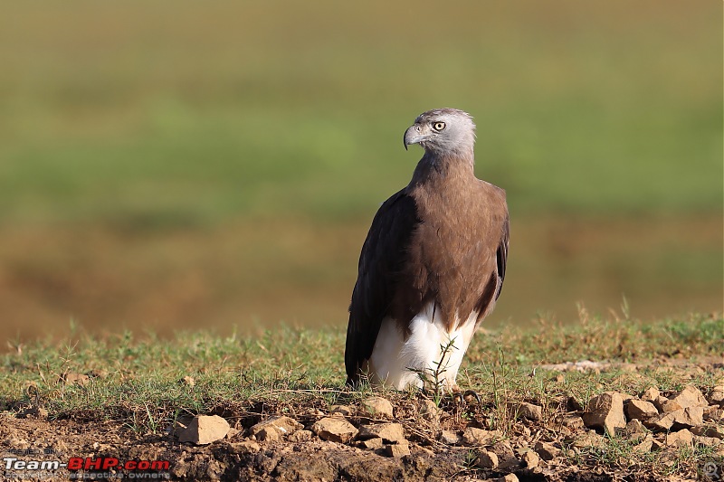 The Official non-auto Image thread-brown-headed-fishing-eagle-3.jpg