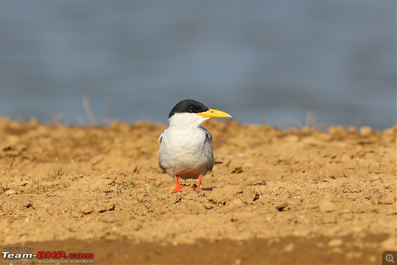 The Official non-auto Image thread-river-terns-.jpg