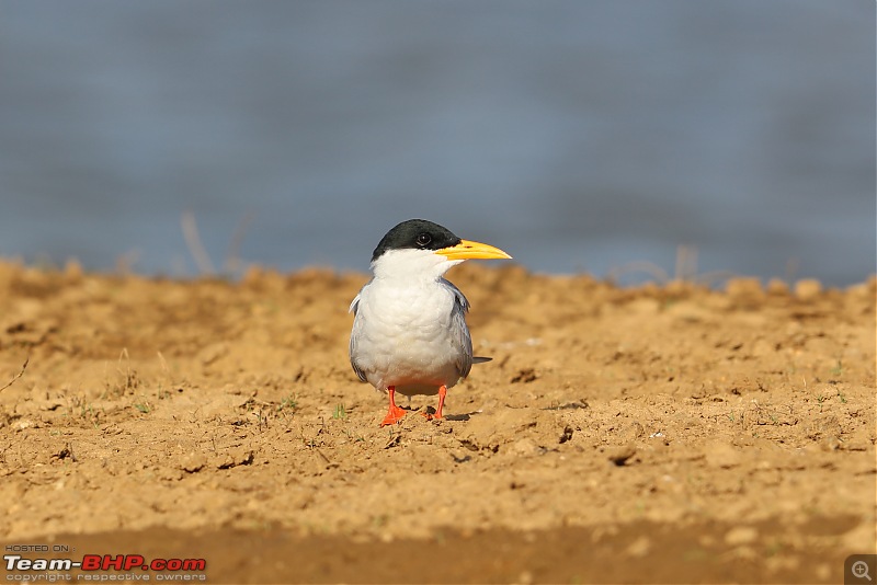 The Official non-auto Image thread-river-terns-2.jpg