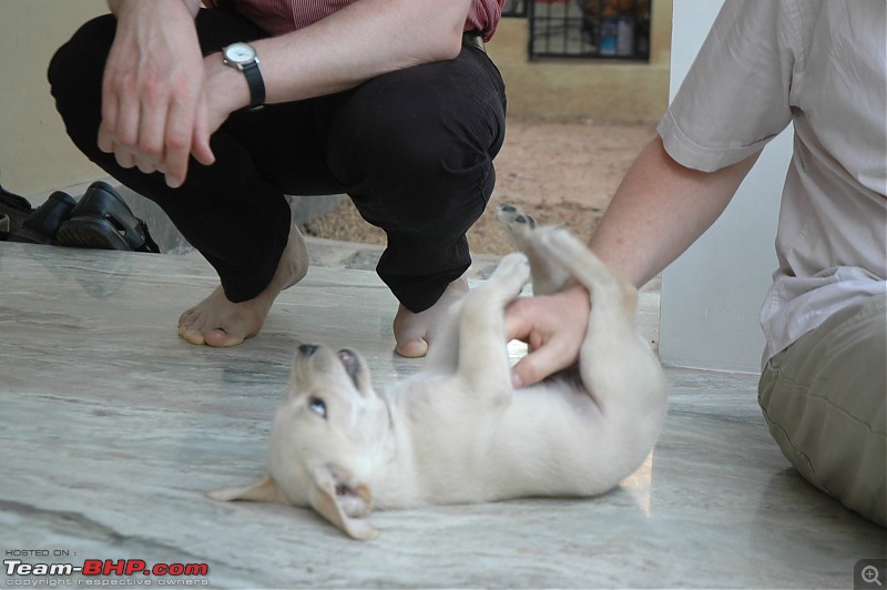 Team-BHPians and their Pets-dsc_0209.jpg