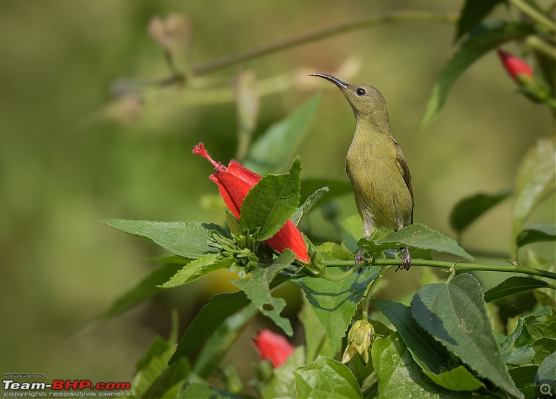 The Official non-auto Image thread-sunbird-female2.jpg