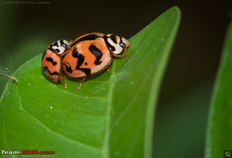 The Official non-auto Image thread-ladybird-bug.jpg