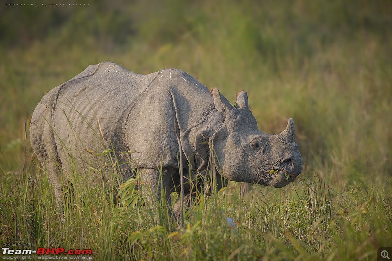The Official non-auto Image thread-hifi-rhino2.jpg