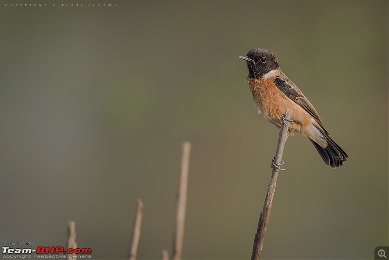 The Official non-auto Image thread-siberian-stonechat.jpg