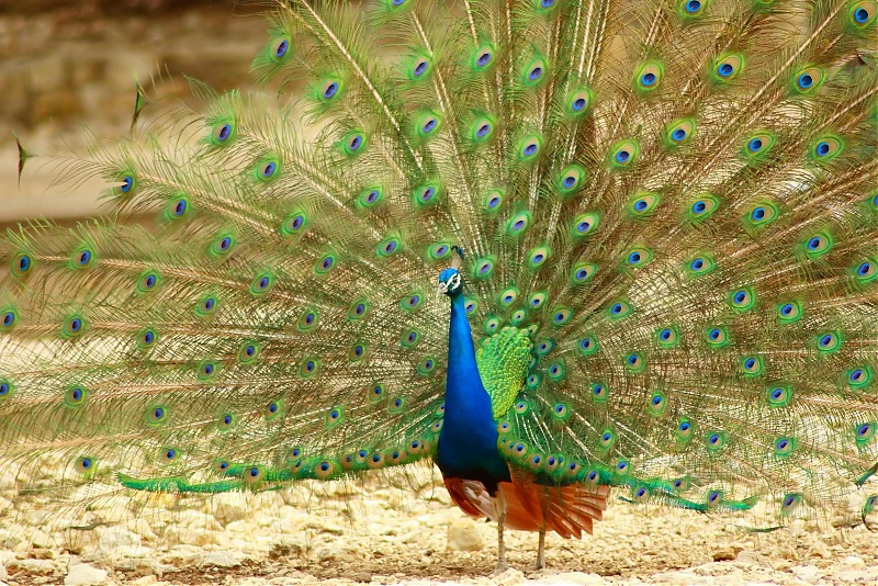 The Official non-auto Image thread-peacock_filtered.jpg