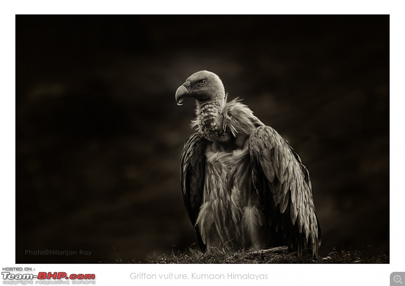 The Official non-auto Image thread-griffon-vulture.jpg