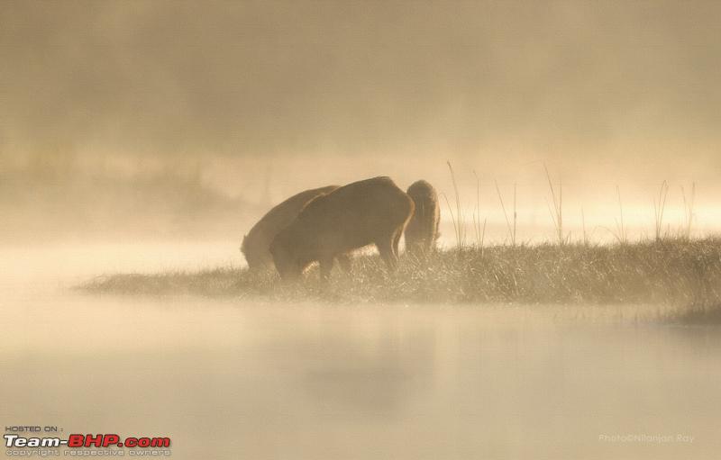 Name:  Wildboardonamistymorning_canvas.jpg
Views: 401
Size:  220.2 KB