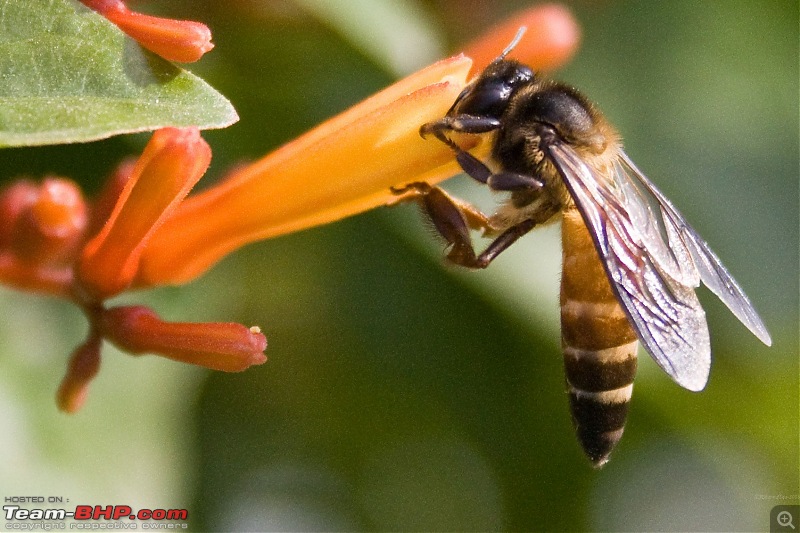The Official non-auto Image thread-bee1.jpg