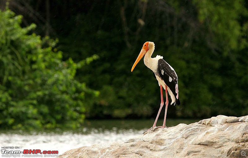 The Official non-auto Image thread-painted-stork.jpg