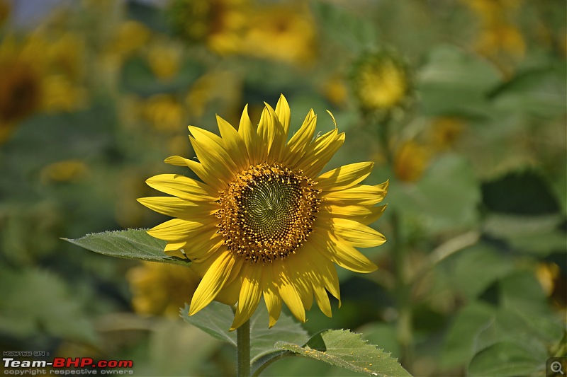 The Official non-auto Image thread-dsc_0745.jpg
