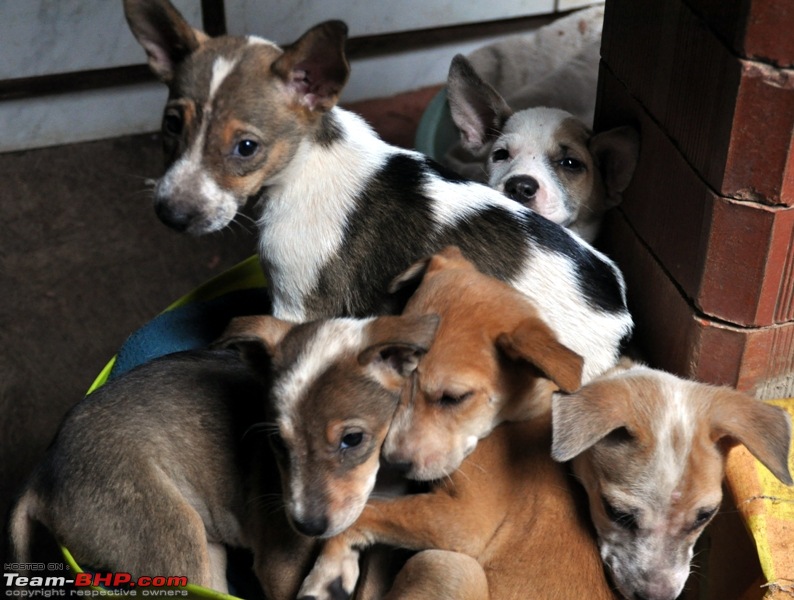 Team-BHPians and their Pets-pups-2.jpg