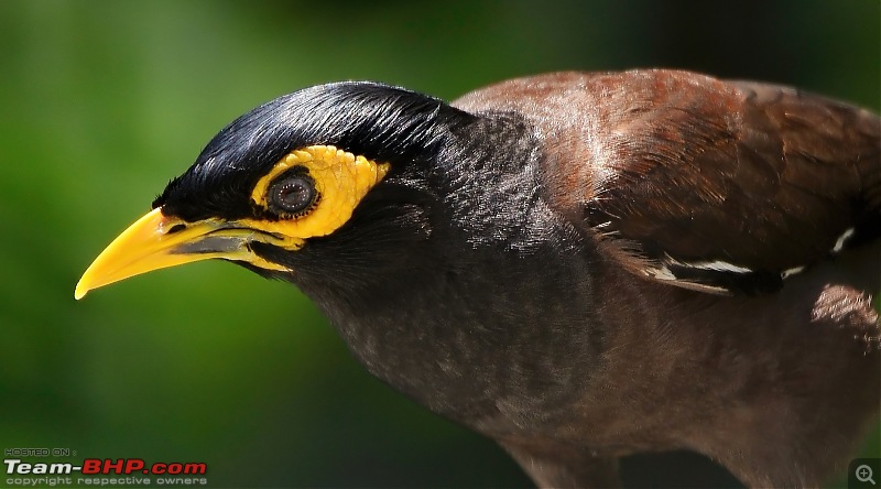 The Official non-auto Image thread-myna-portrait-1_filtered-copy.jpg