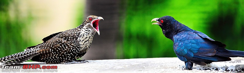 The Official non-auto Image thread-bird-argument.jpg