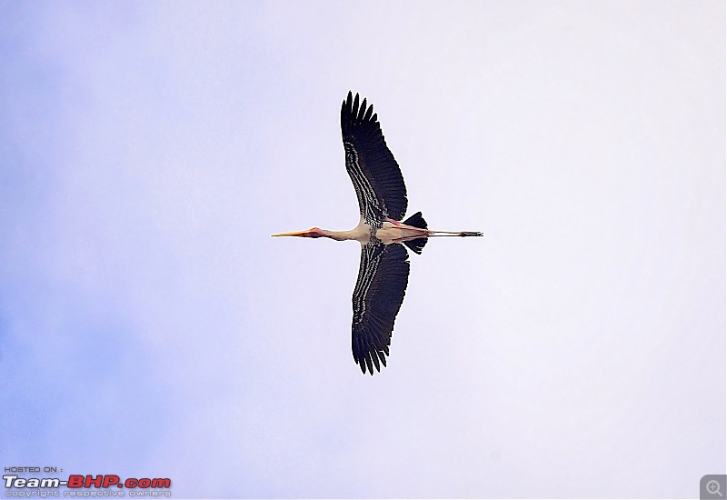 The Official non-auto Image thread-painted-stork-flight.jpg