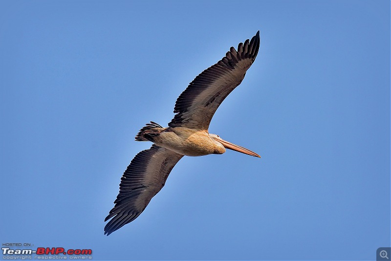 The Official non-auto Image thread-spotbilled-pelican.jpg