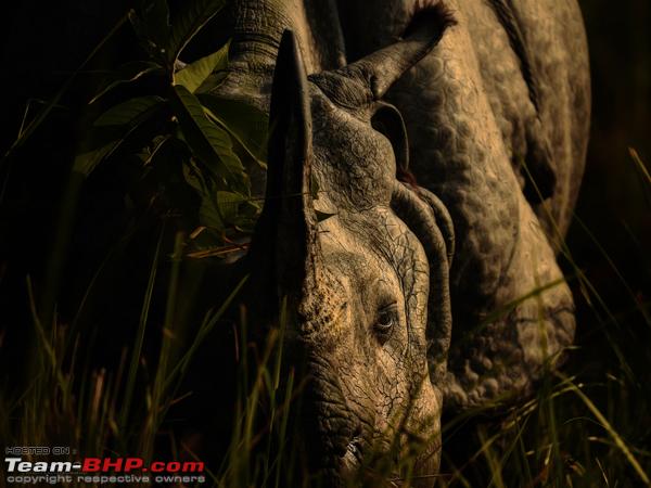 Name:  Rhino.jpg
Views: 458
Size:  214.5 KB