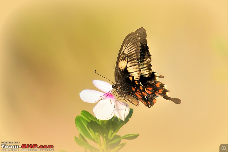 The Official non-auto Image thread-topaz-1071_filtered-copy001-copy-copy.jpg