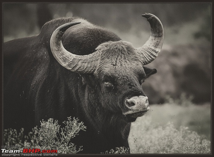 The Official non-auto Image thread-gaur.jpg