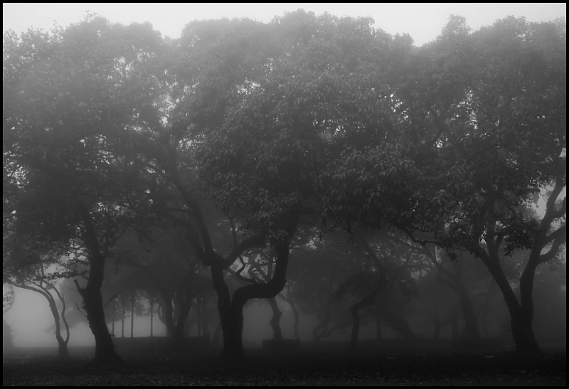 The Official non-auto Image thread-foggy-afternoon.jpg