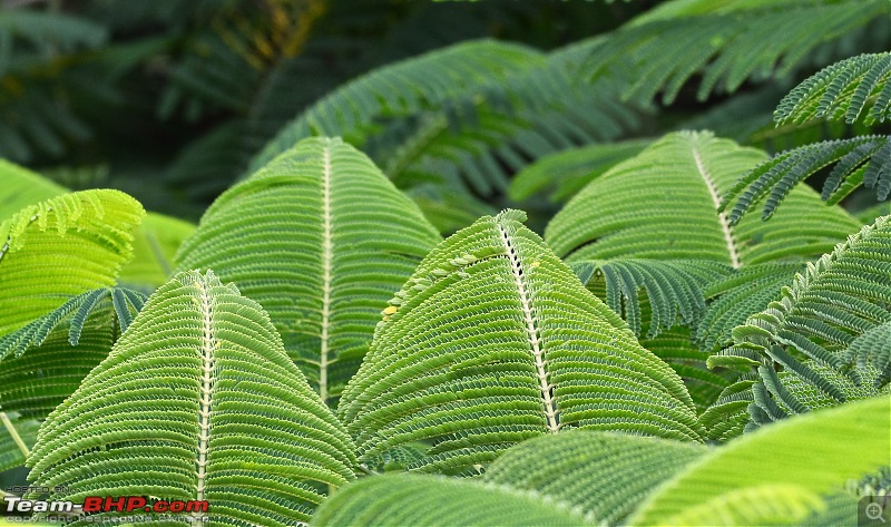 The Official non-auto Image thread-leaves.jpg