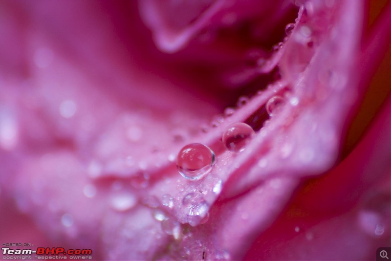 The Official non-auto Image thread-pink-rose-droplets.jpg