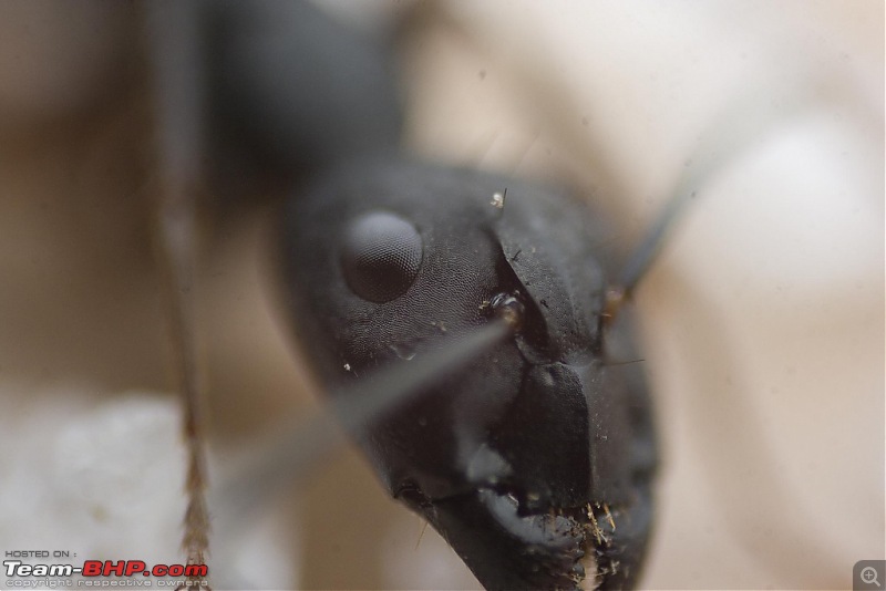 The Official non-auto Image thread-ant-head.jpg