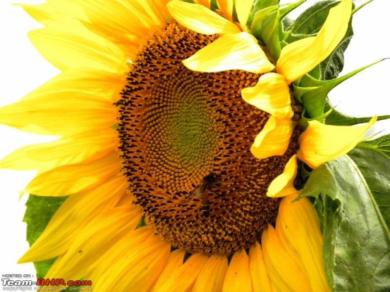 The Official non-auto Image thread-sunflower1.jpg