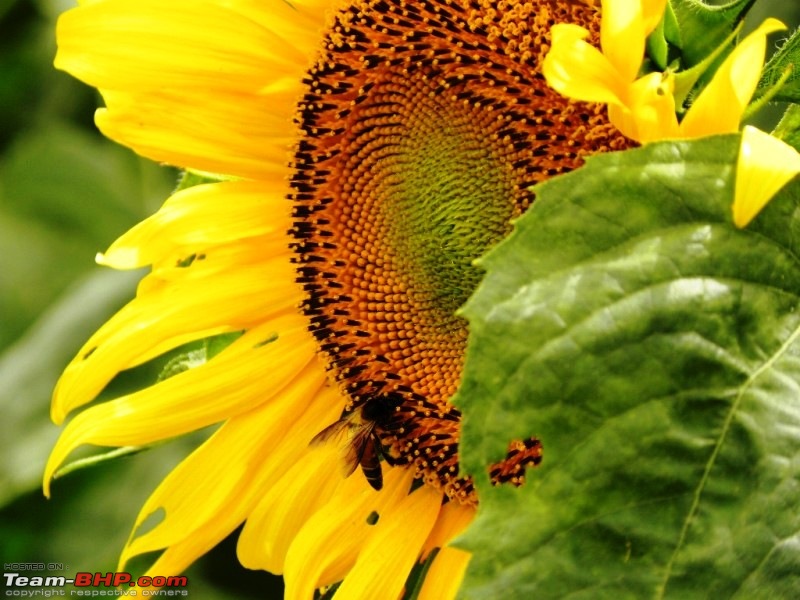 The Official non-auto Image thread-sunflower.jpg