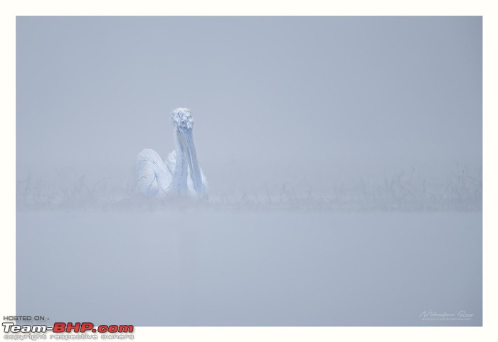 The Official non-auto Image thread-dalmatianpelicaninthemist.jpg