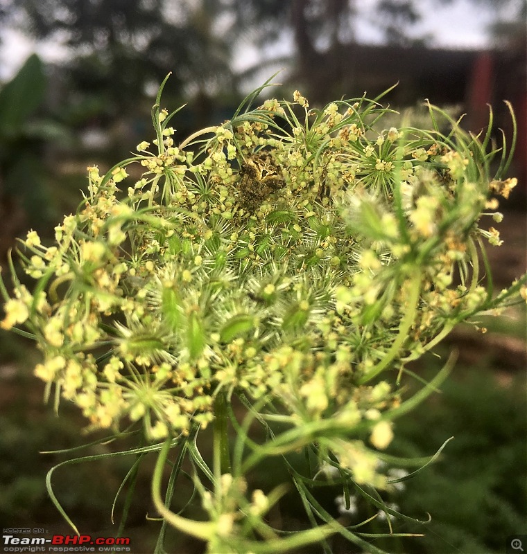 The Official non-auto Image thread-spidercarrot.jpg