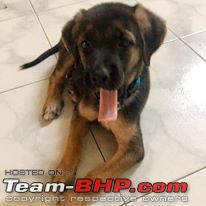 Team-BHPians and their Pets-sparky3.jpg