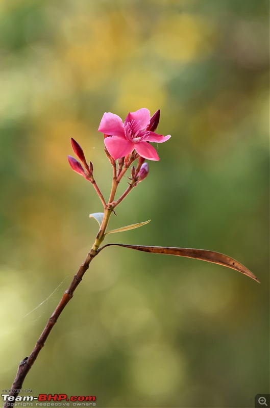 The Official non-auto Image thread-oleander.jpg
