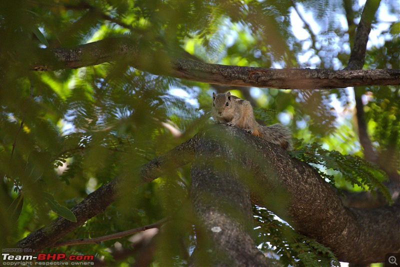 The Official non-auto Image thread-squirrel.jpg