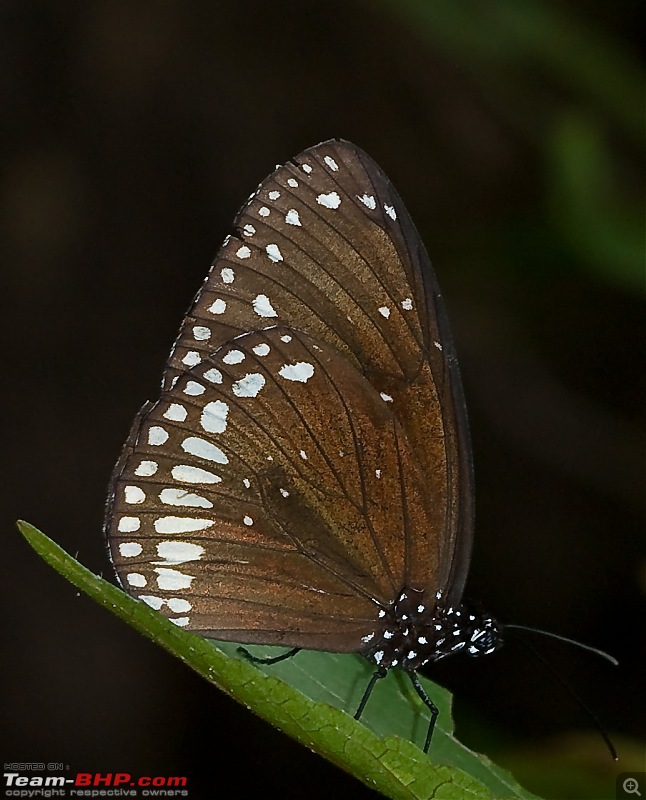 The Official non-auto Image thread-mahabalipuram-butterflies3.jpg