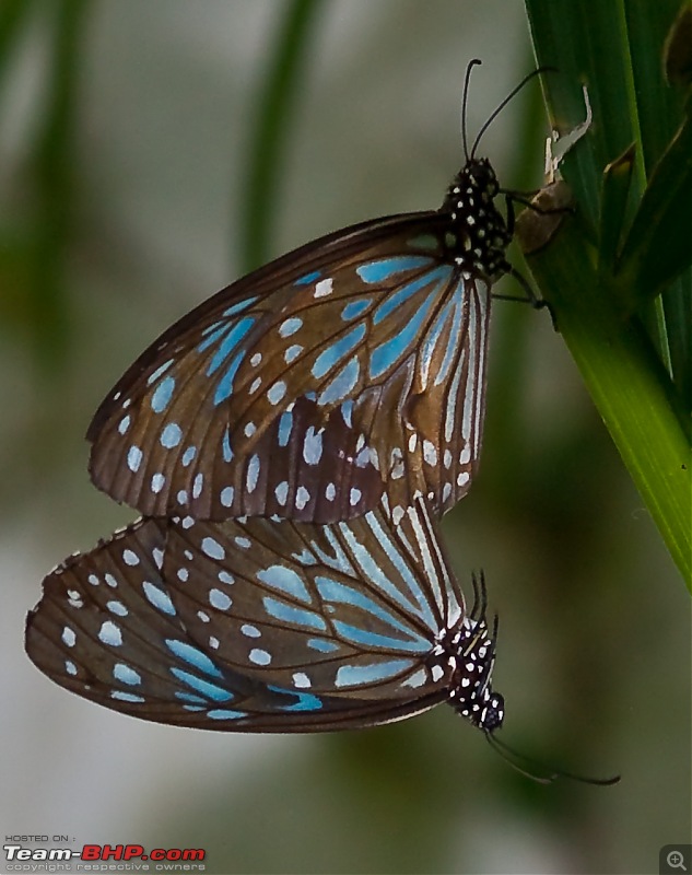 The Official non-auto Image thread-mahabalipuram-butterflies4.jpg