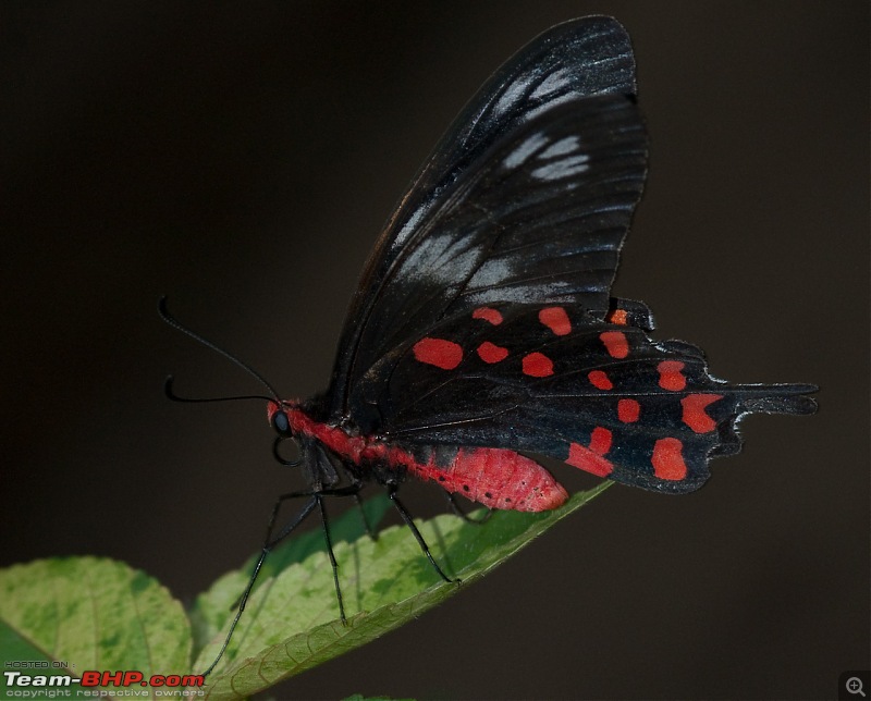 The Official non-auto Image thread-mahabalipuram-butterflies5.jpg