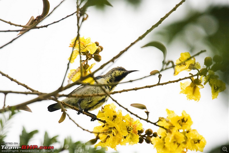 The Official non-auto Image thread-oliv-backed-sunbird.jpg