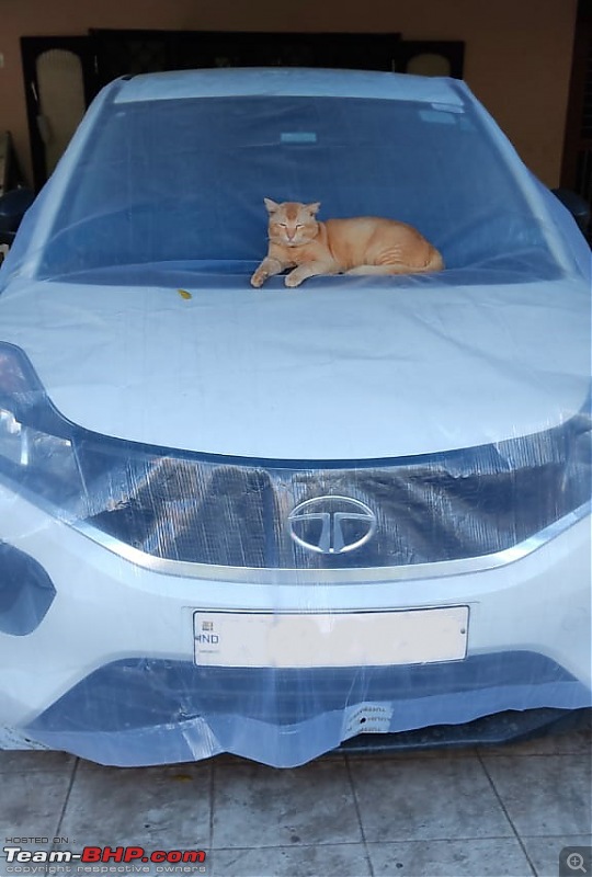 Team-BHPians and their Pets-c1.jpg