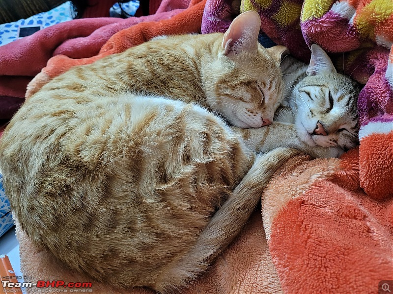 Team-BHPians and their Pets-a2c82d555e6c49a2b1e1decb6f956543.jpg