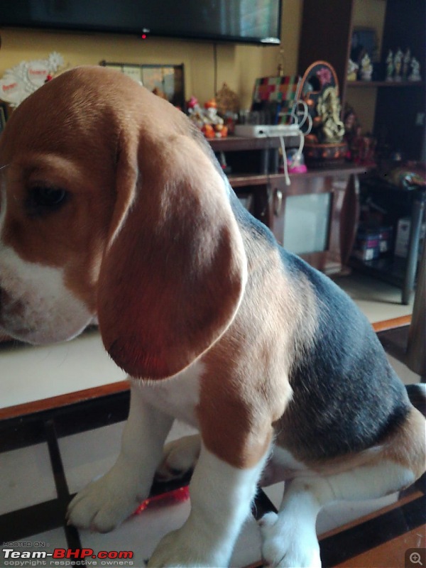 Team-BHPians and their Pets-whatsapp-image-20220630-8.03.47-am.jpeg