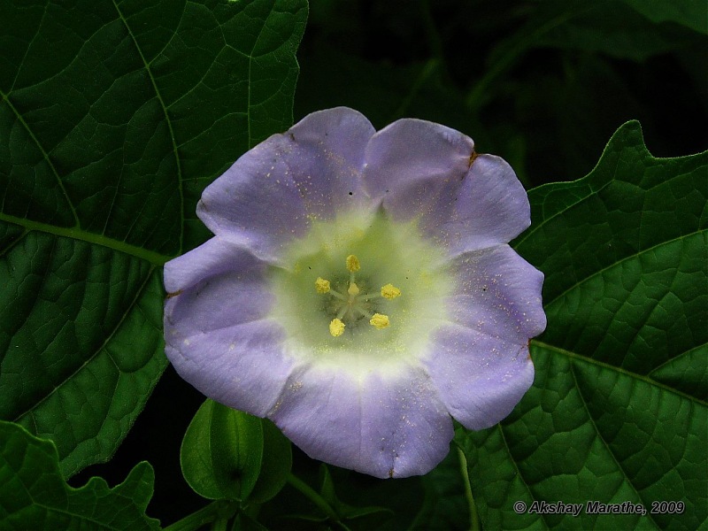 The Official non-auto Image thread-img_4819-nicandra-physaloides.-popti.jpg