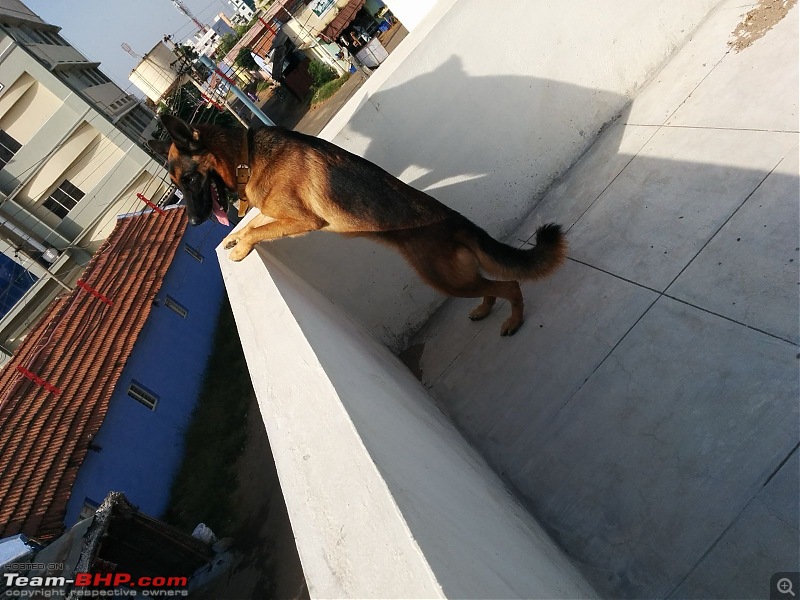 Team-BHPians and their Pets-whatsapp-image-20240415-9.14.02-am.jpeg