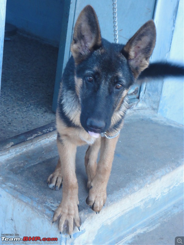 Team-BHPians and their Pets-whatsapp-image-20240415-9.13.59-am.jpeg