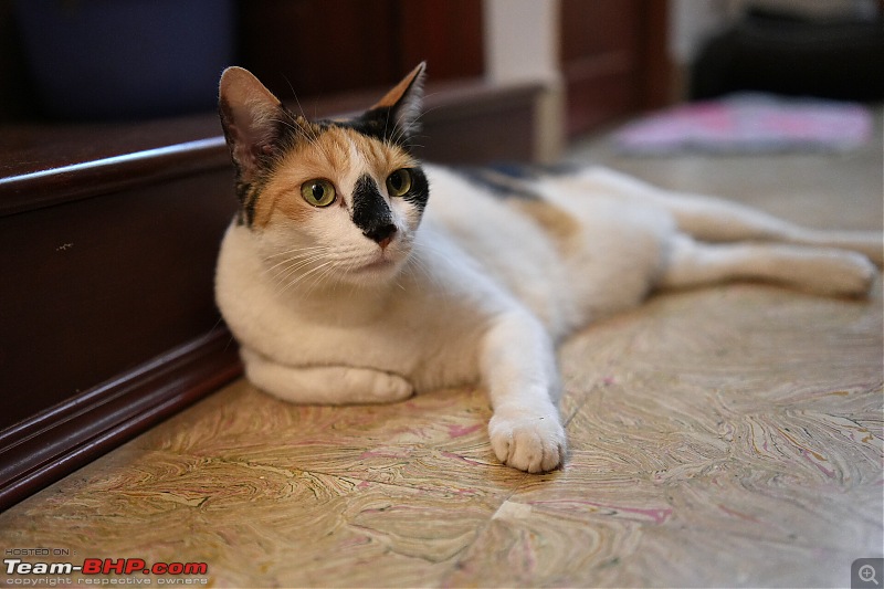 Team-BHPians and their Pets-a7400311.jpg