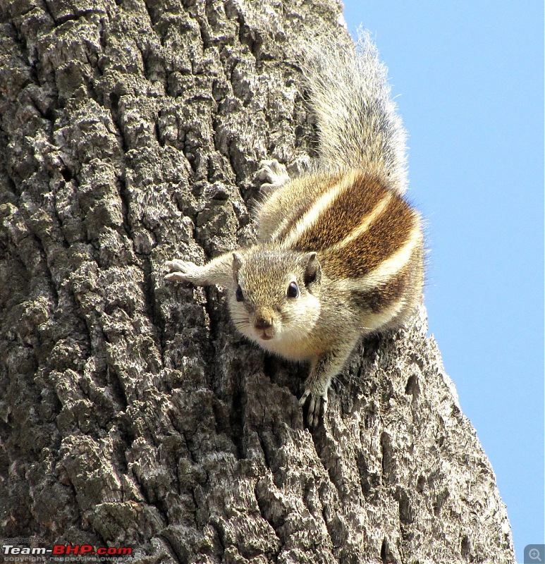 The Official non-auto Image thread-squirrel.jpg