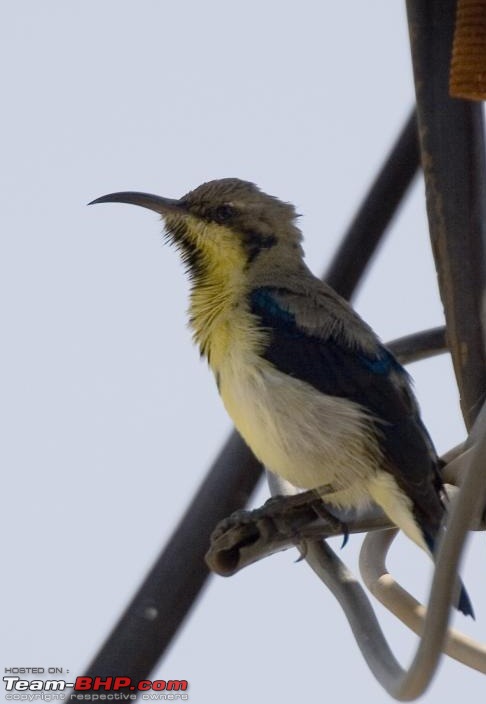 The Official non-auto Image thread-olive-sunbird.jpg