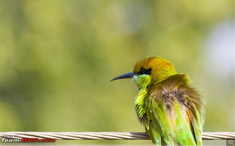 The Official non-auto Image thread-green-bee-eater-up-close.jpg